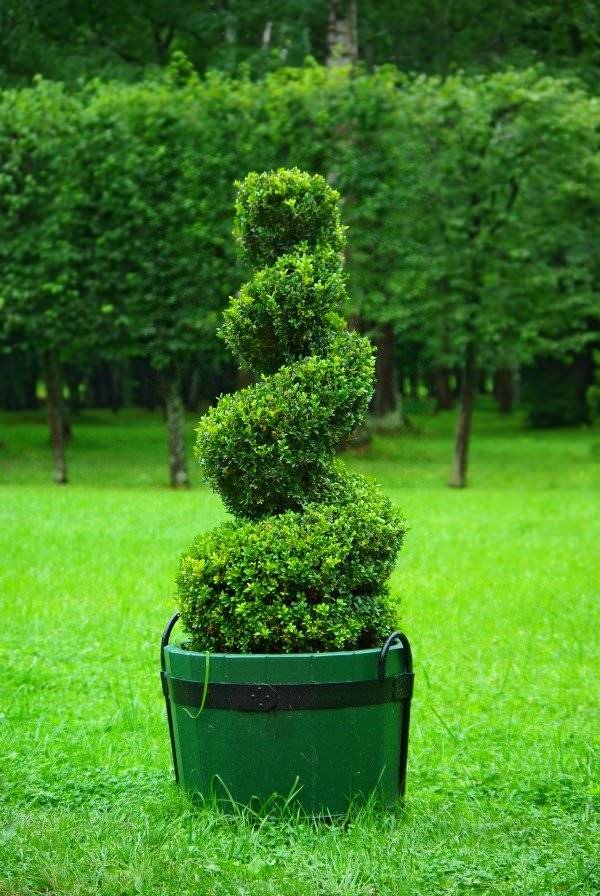 Diy Topiary Projects