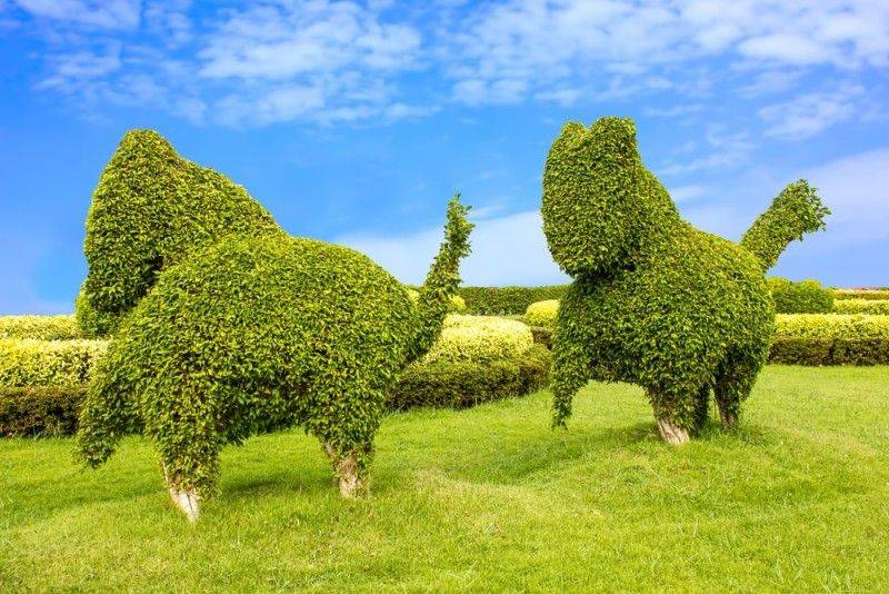 Garden Topiary Forms