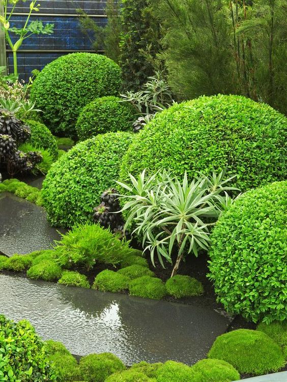 Outdoor Topiary