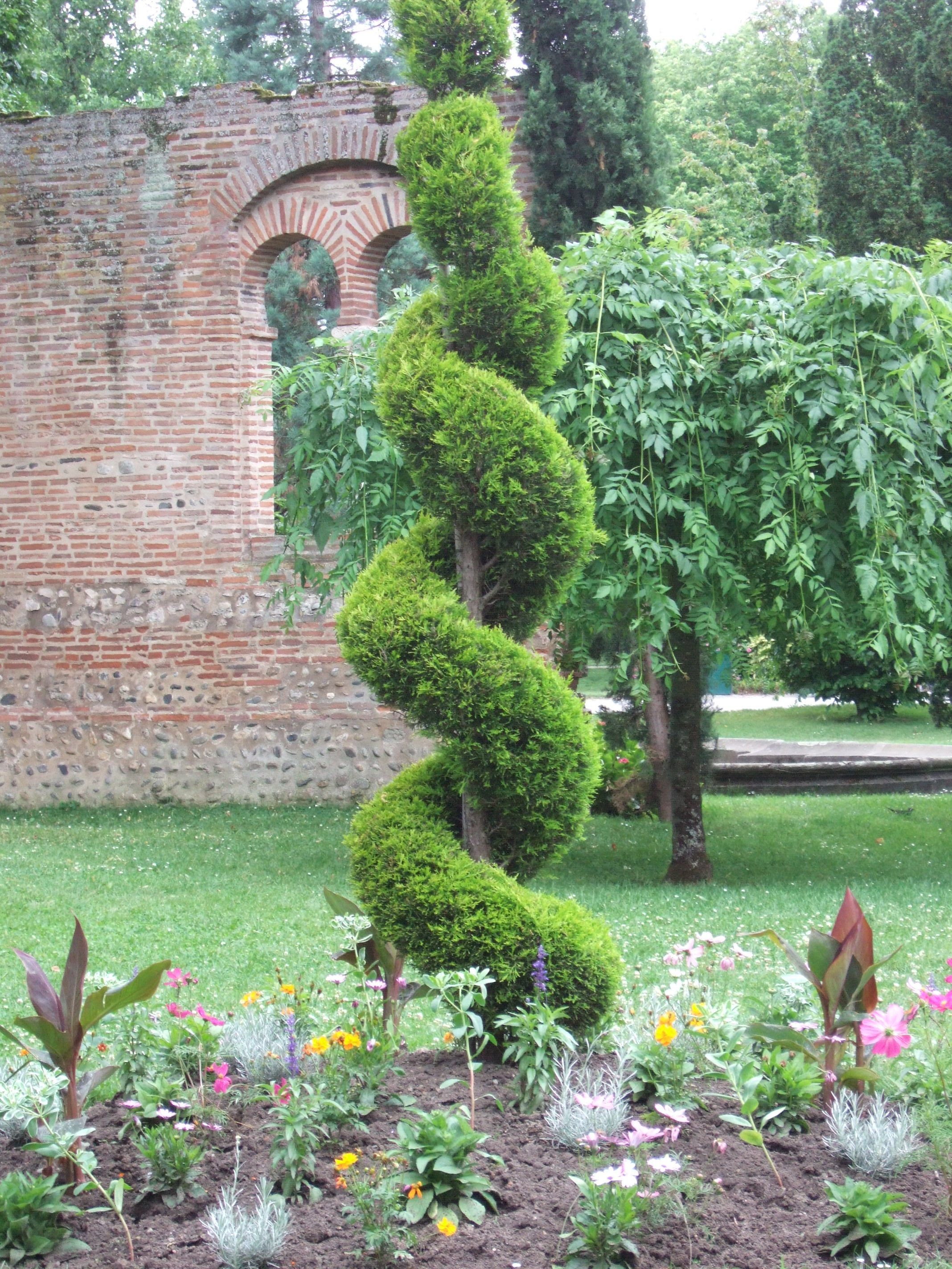 Topiary Shrubs