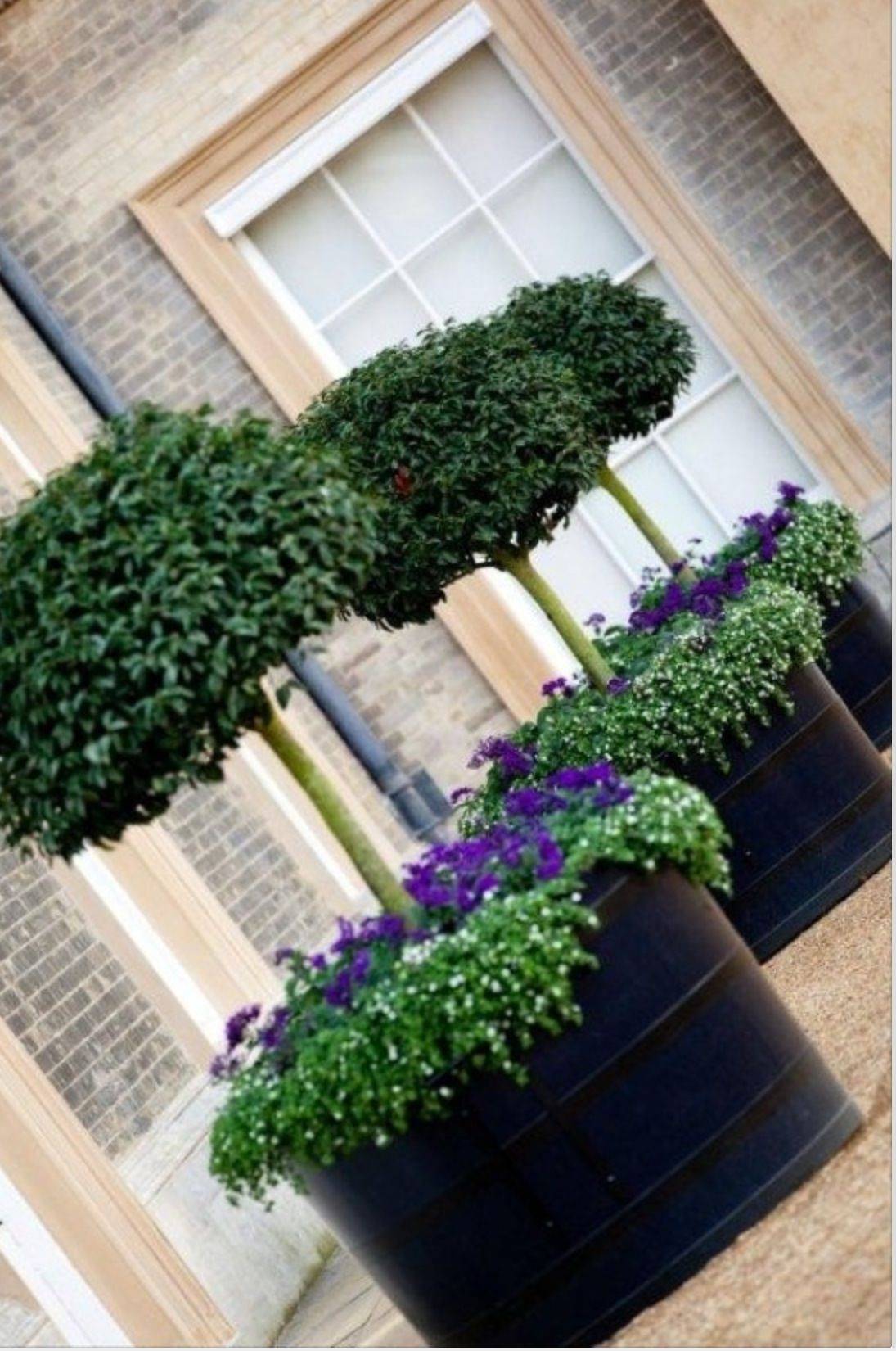 Container Gardening Ideas
