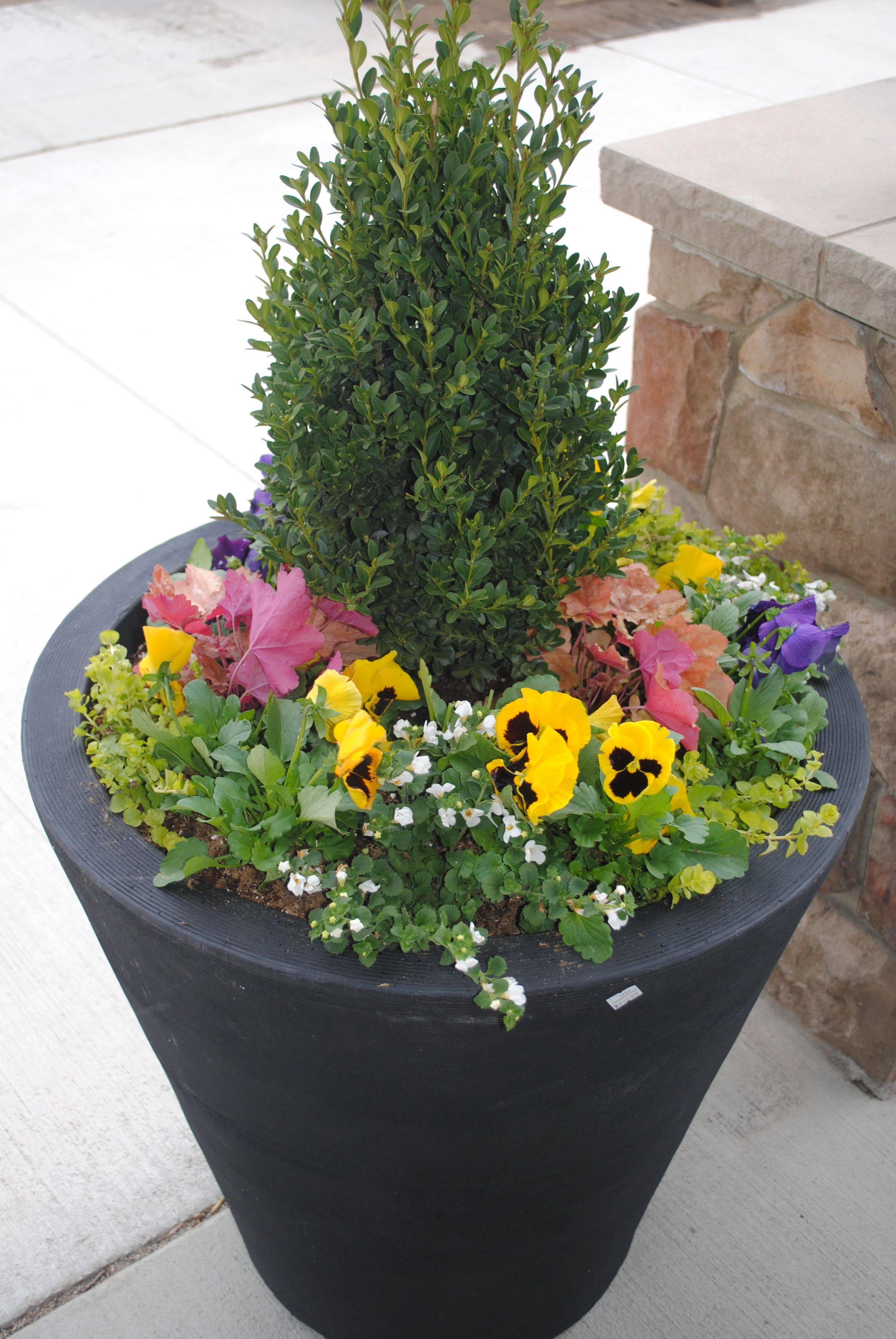 Vinca Vine Eugenia Topiary
