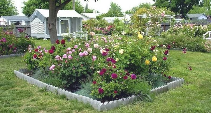 Beautiful Side Yard Garden Path Design Ideas Tiered Garden Rose