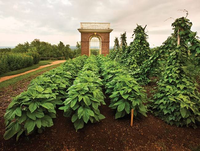 The Gardens