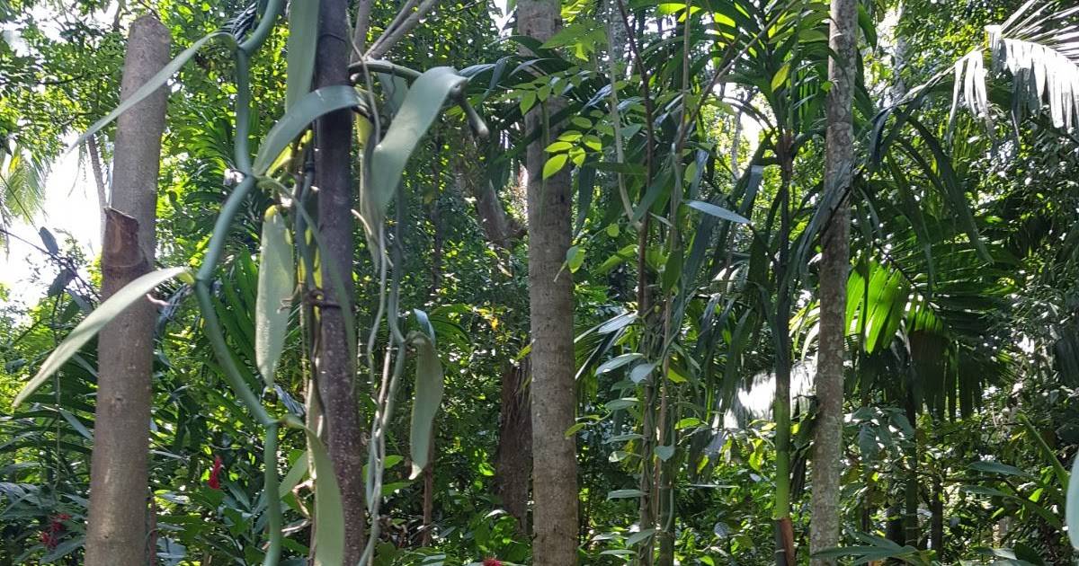 13 Spice Garden Sri Lanka Ideas You Cannot Miss SharonSable