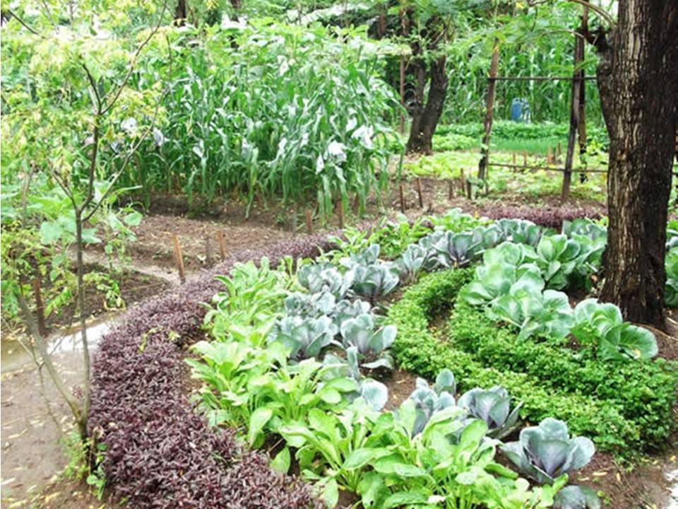 Home Vegetable Garden Ideas