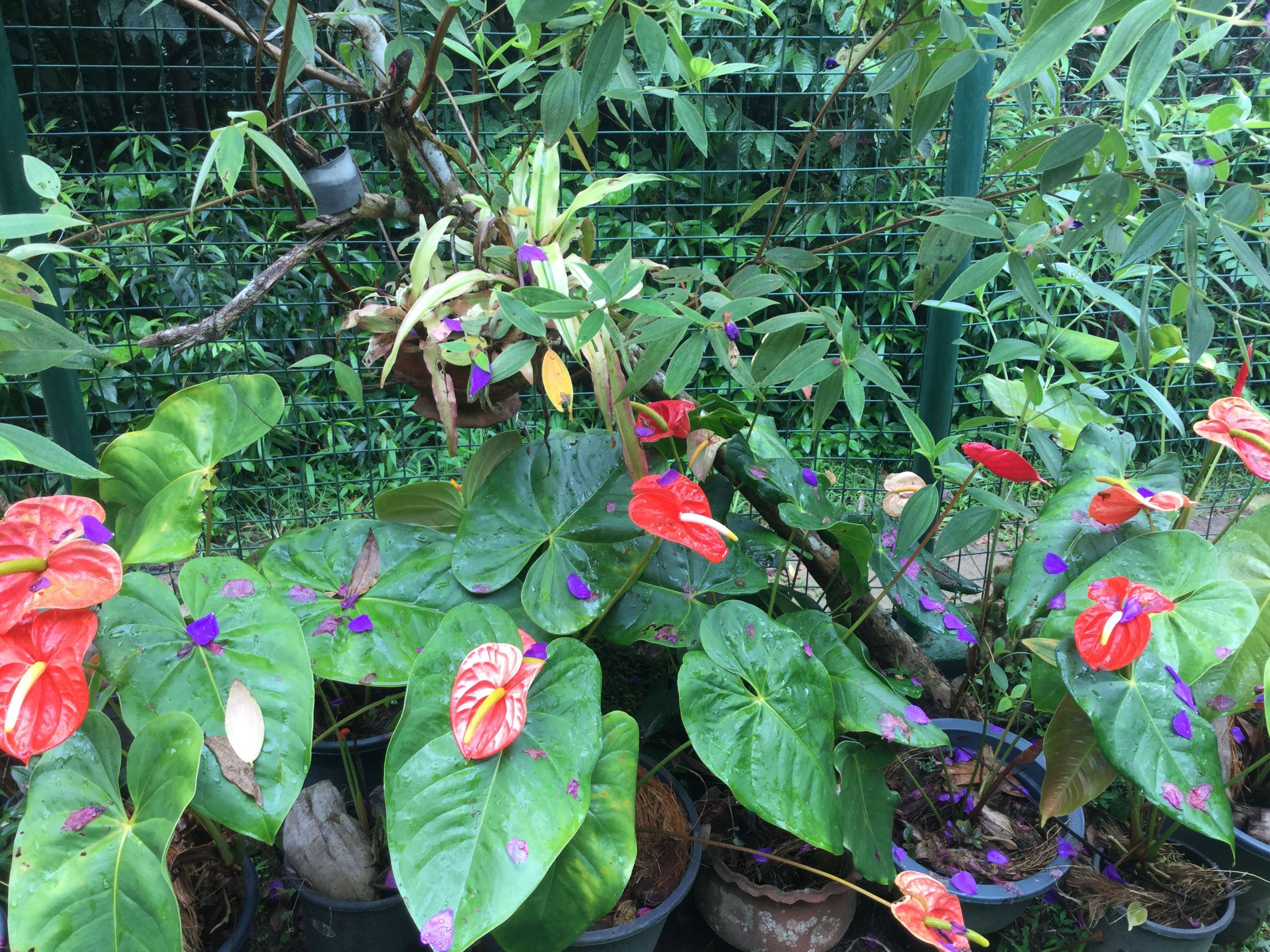 Peradeniya Botanic Gardens