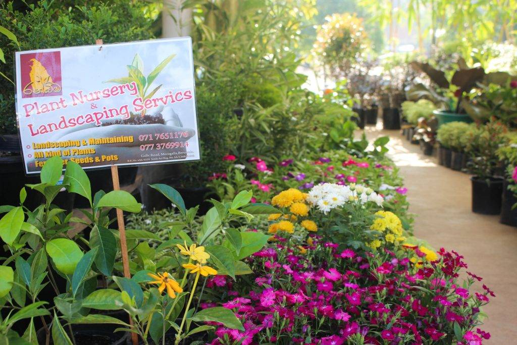 Sri Lanka Home Gardening Insight
