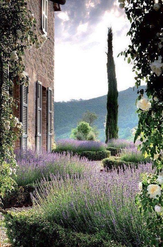 English Garden Boxwood Lavender Bing Images
