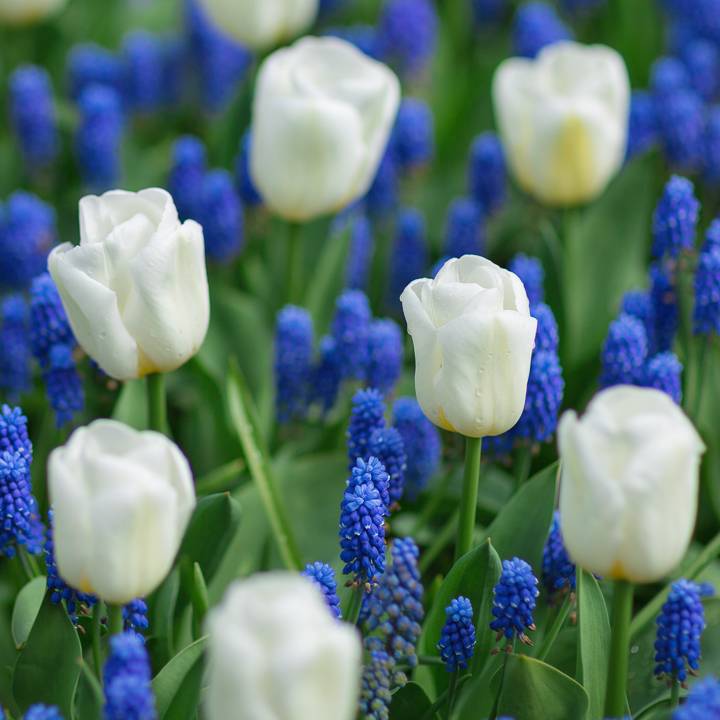 A White And Blue Color Scheme Traditional Landscape