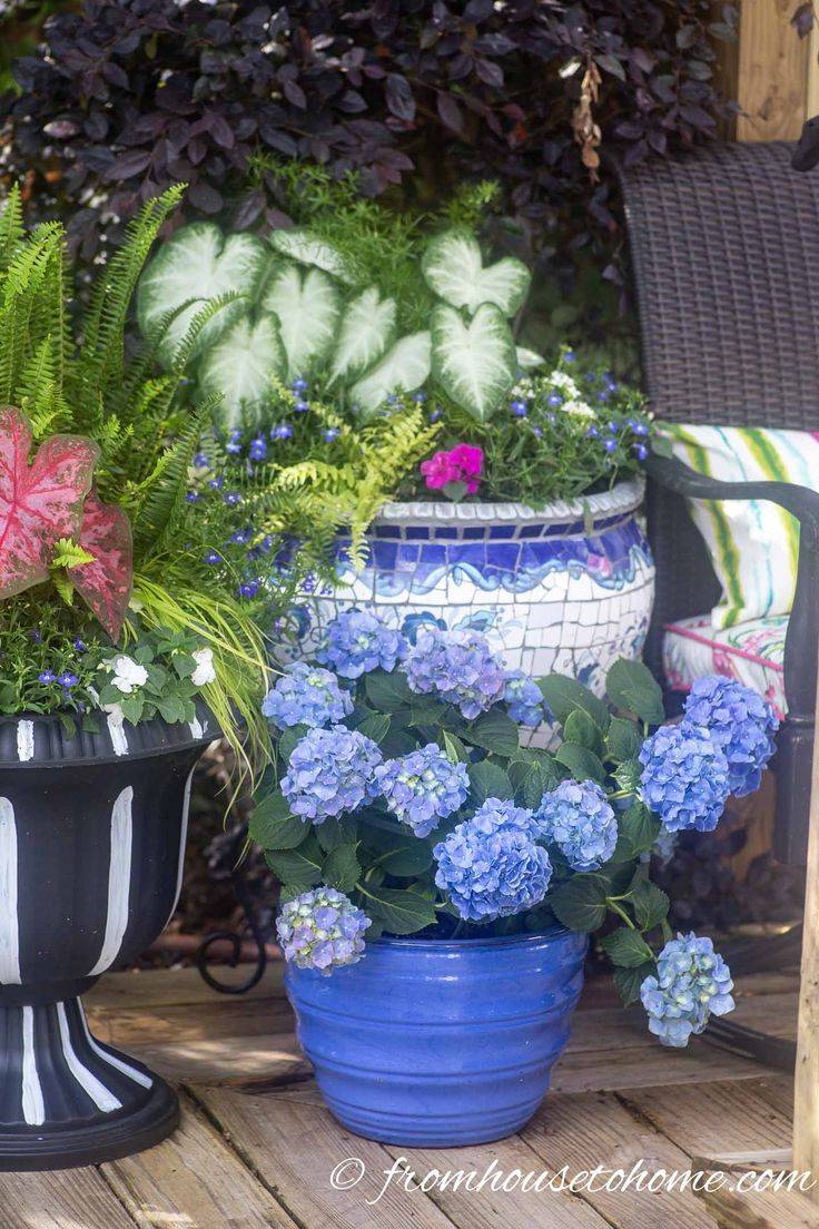 Blue White Flower Garden Ideas
