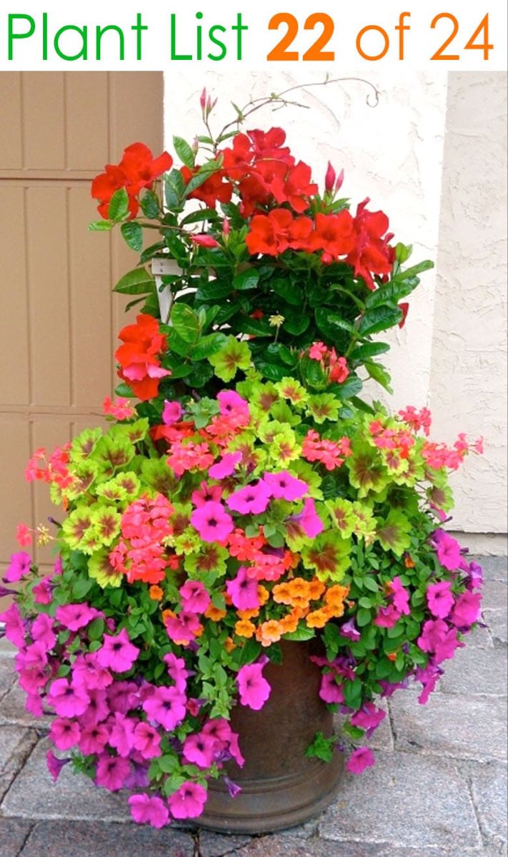 Beautiful Colourful Mixed Flower Bed