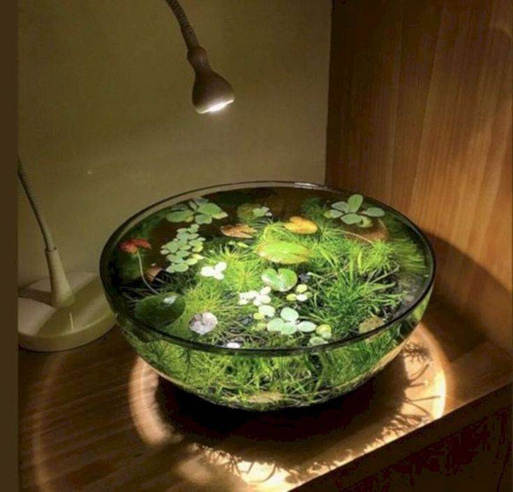 Surprising Indoor Water Garden Ideas