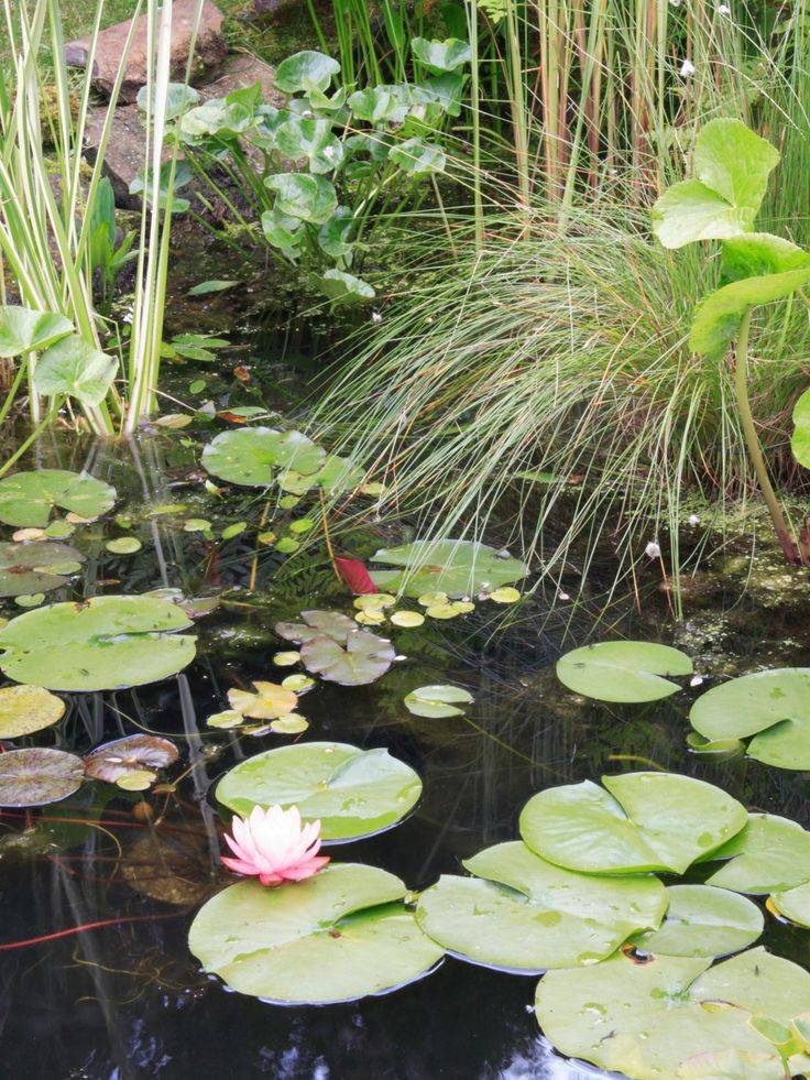 Inspiring Modern Backyard Pond Ideas