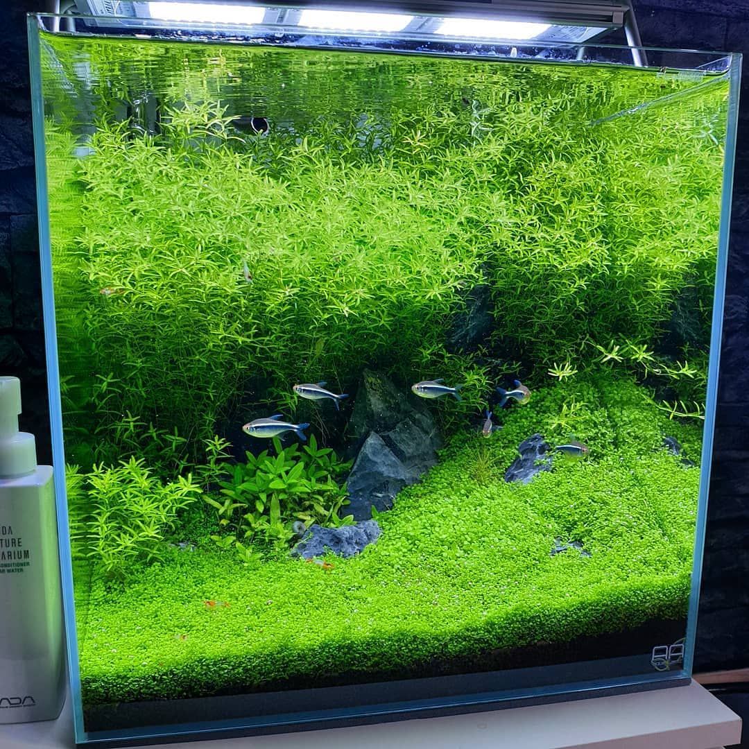 Stunning Indoor Fish Ponds