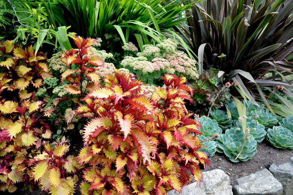 Mediterranean Garden Ideas