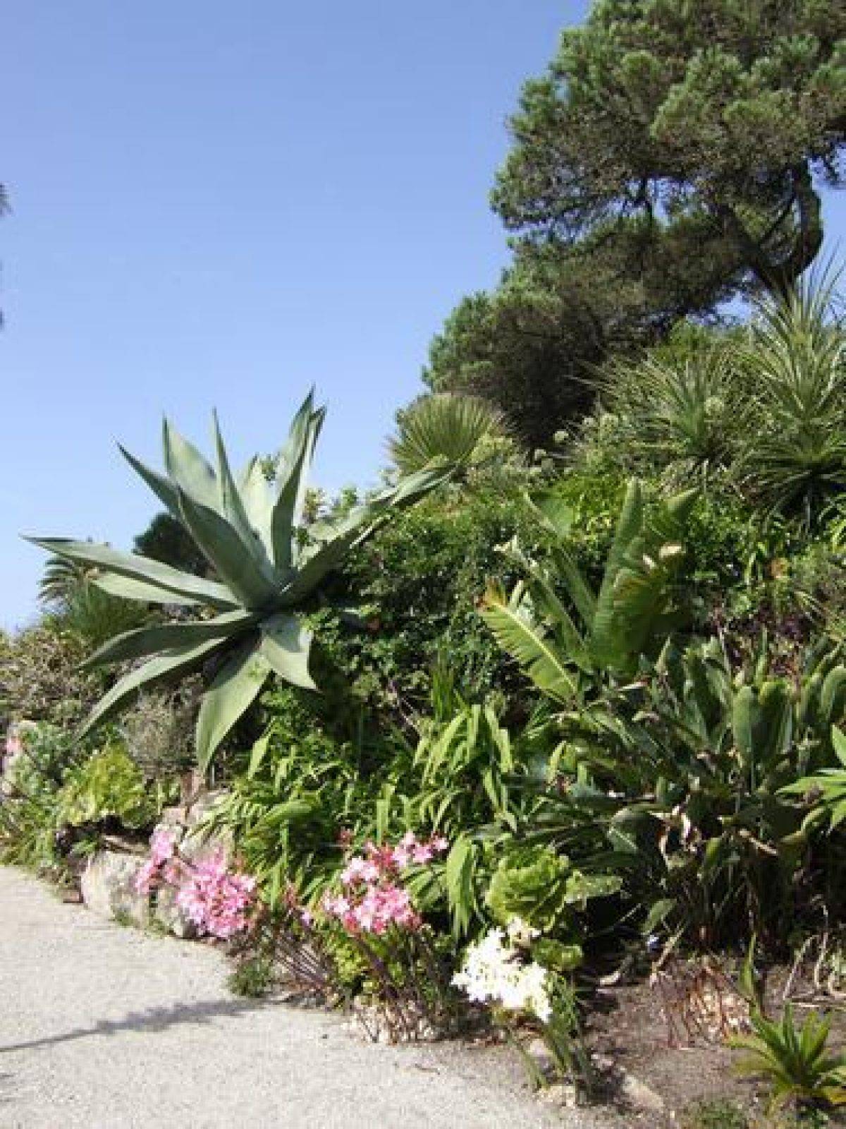 Alternative Eden Exotic Garden