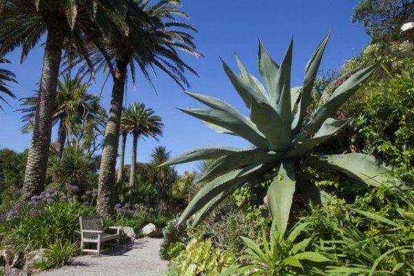Scilly Tresco Abbey Gardens