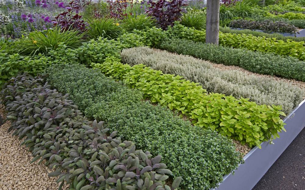 Pretty Herb Garden Herb Garden Design