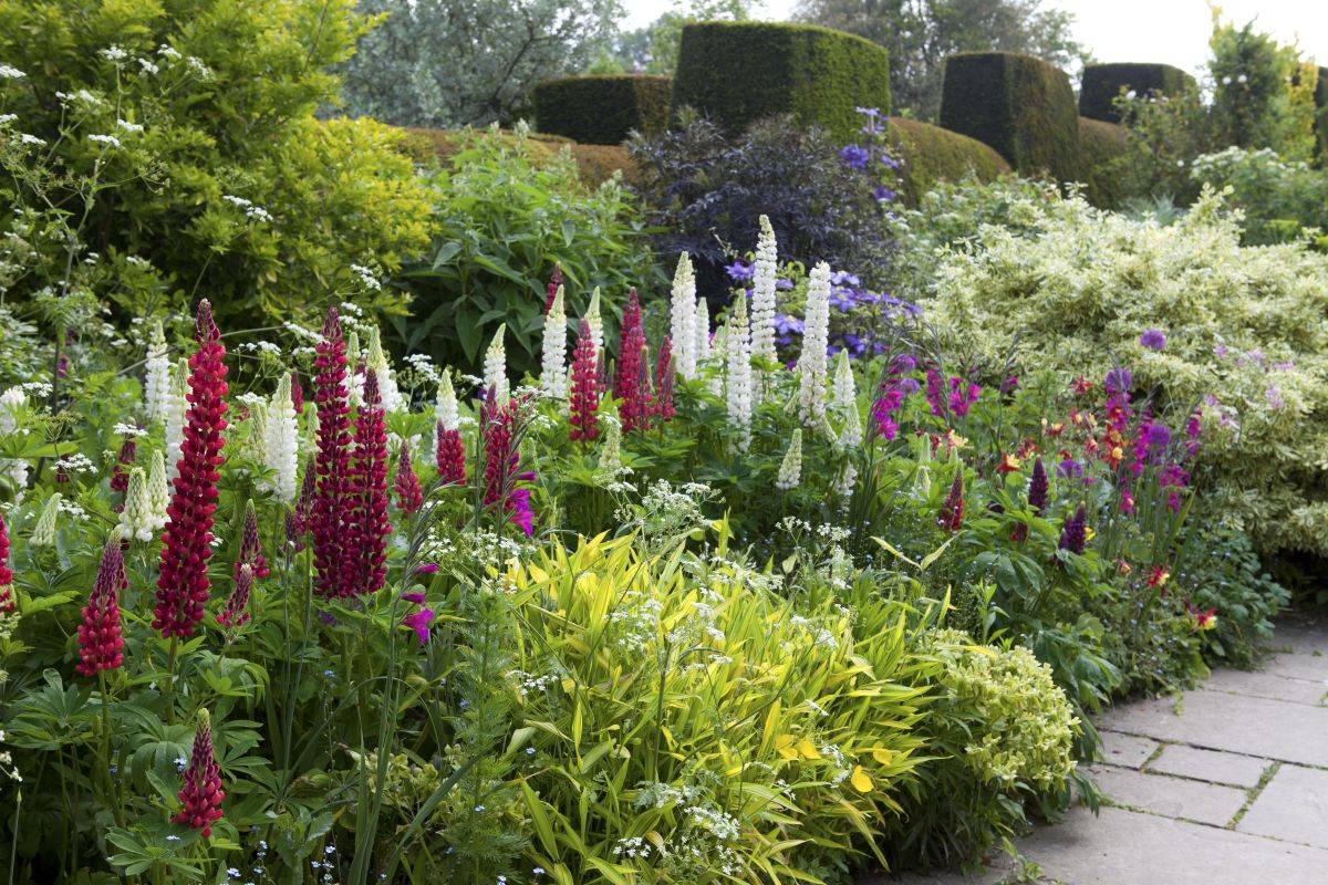 Garden Border Planting Ideas