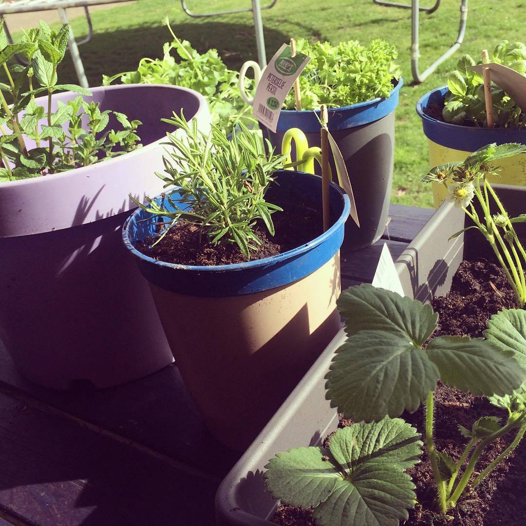 Herb Gardens Simple Tips Herb Garden Design