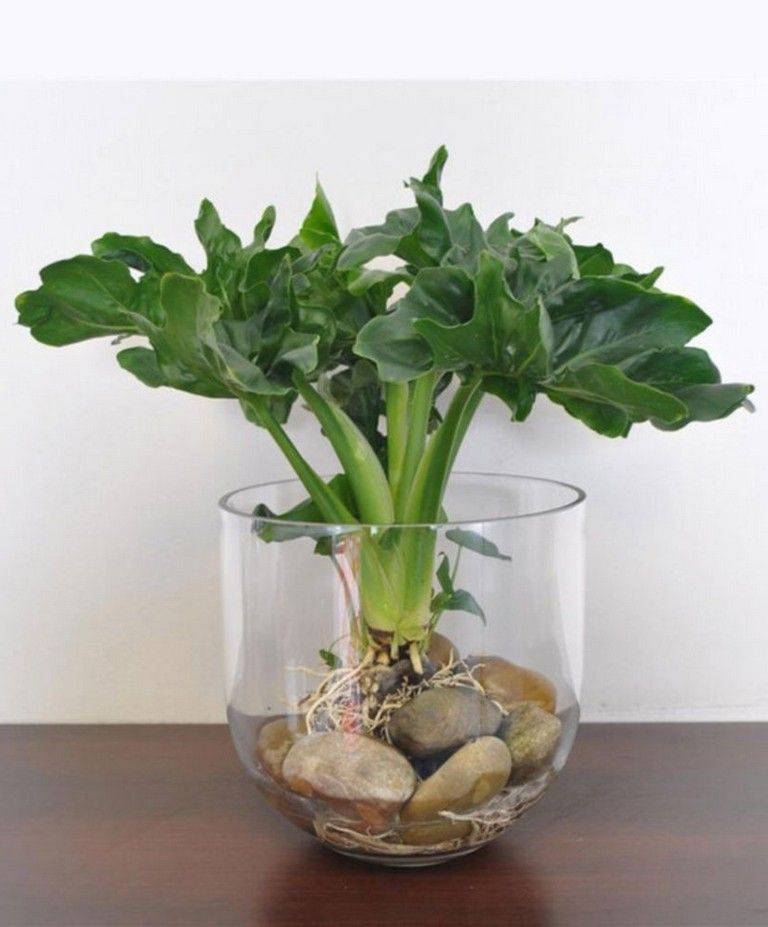 Diy Indoor Water Garden Ideas