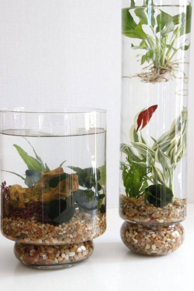 Indoor Container Water Garden Ideas