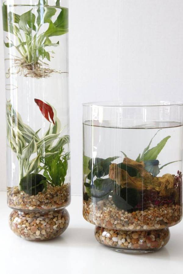 Indoor Container Water Garden Ideas