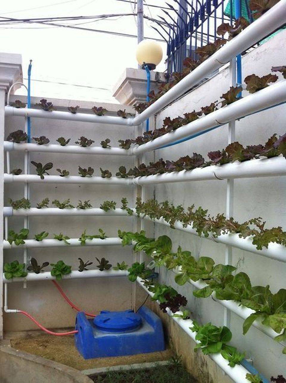 Indoor Hydroponic Wall Garden