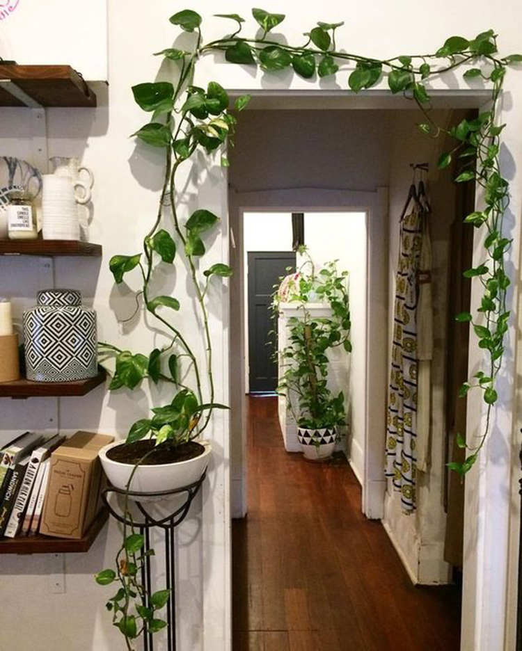 Indoor Vegetable Garden