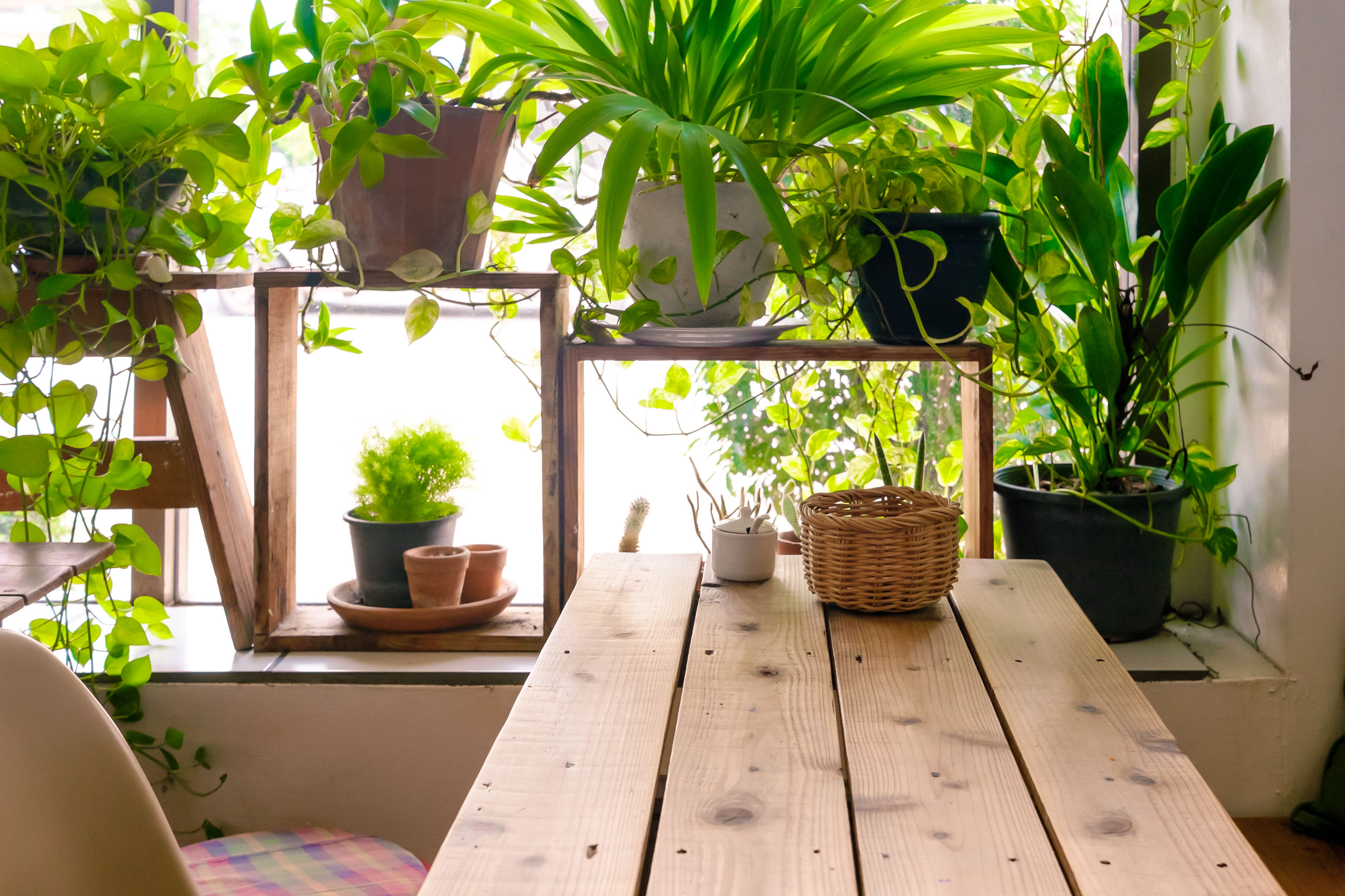 Indoor Vegetable Garden Ideas