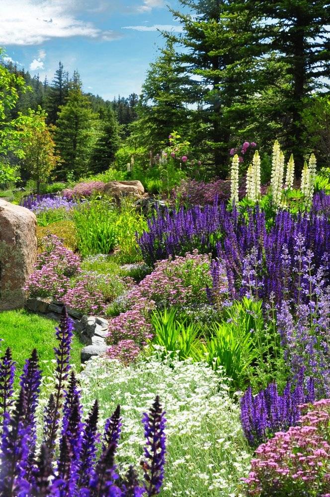 Colorado Gardens Bloominthyme