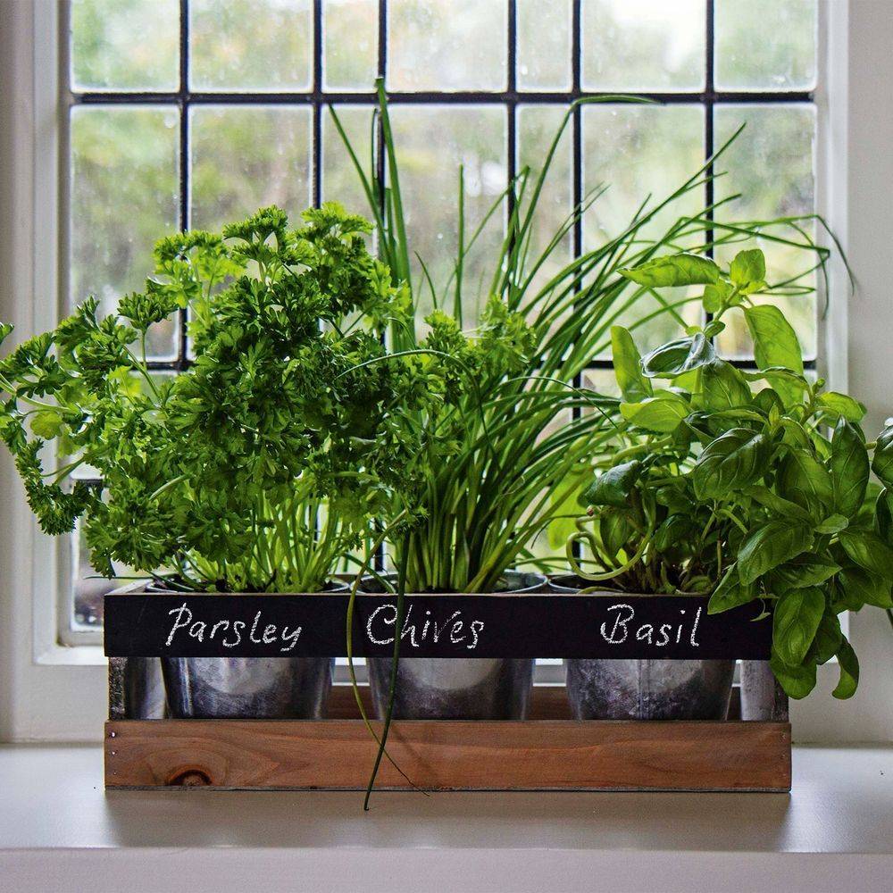 Your Own Herb Garden Reliable Remodeler