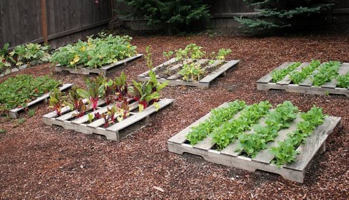Garden Ideas Vegetable Raised Beds Pallets