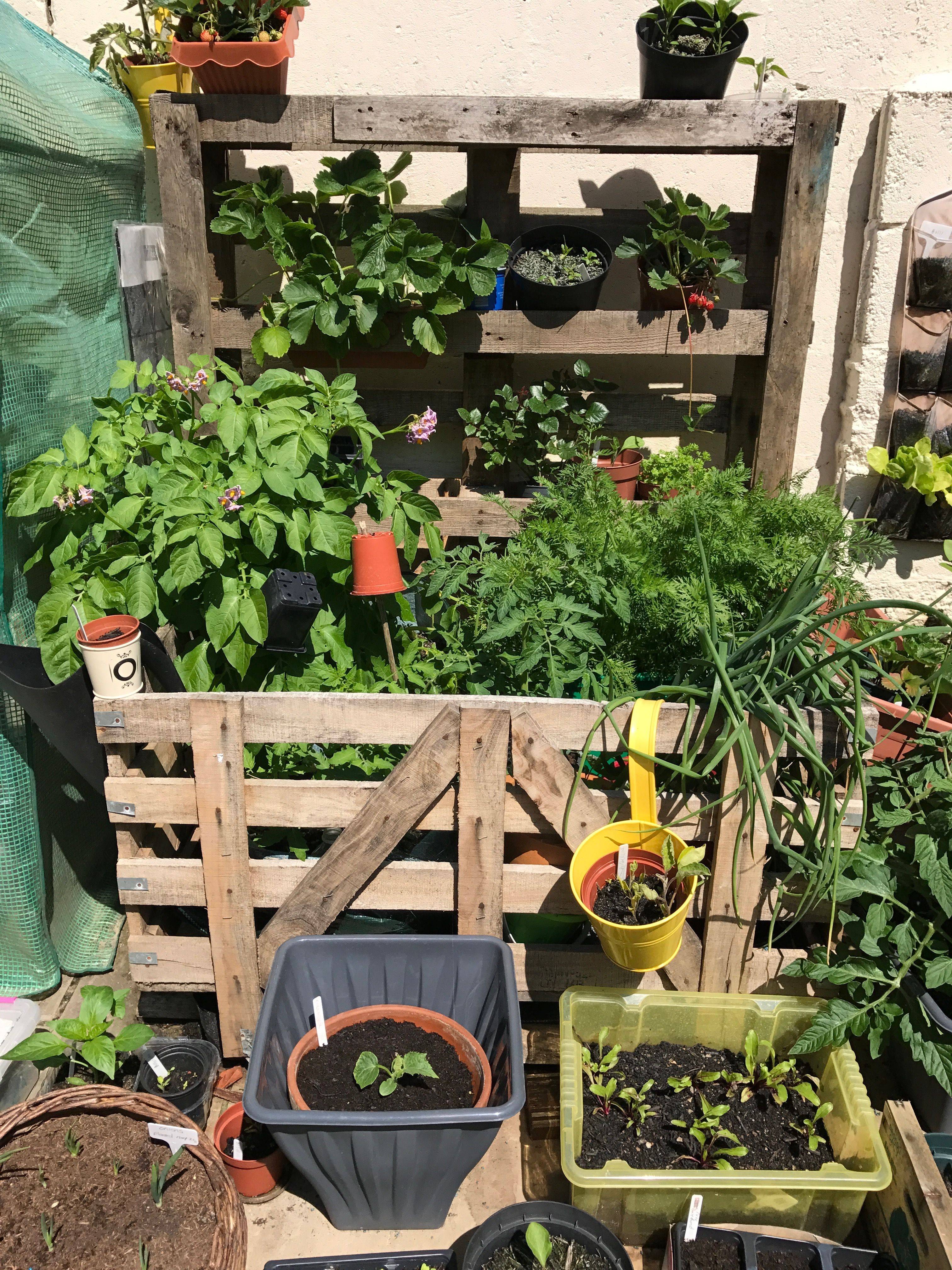 Pallet Vegetable Garden Pallet Ideas