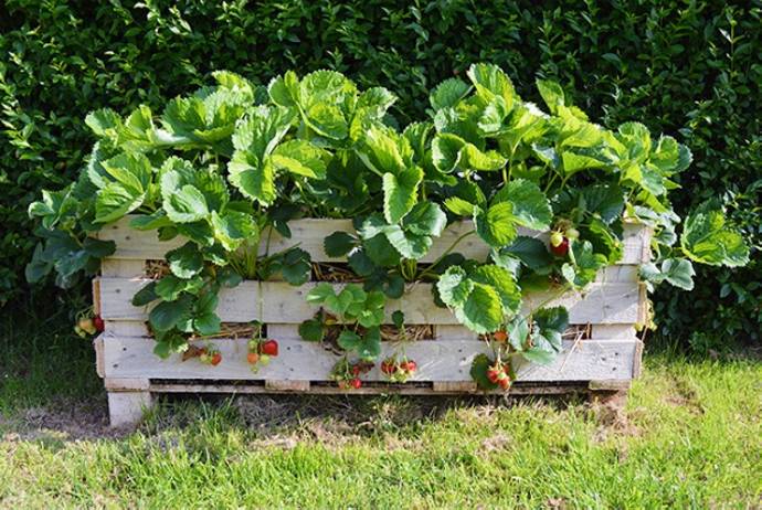 The Most Amazing Vegetable