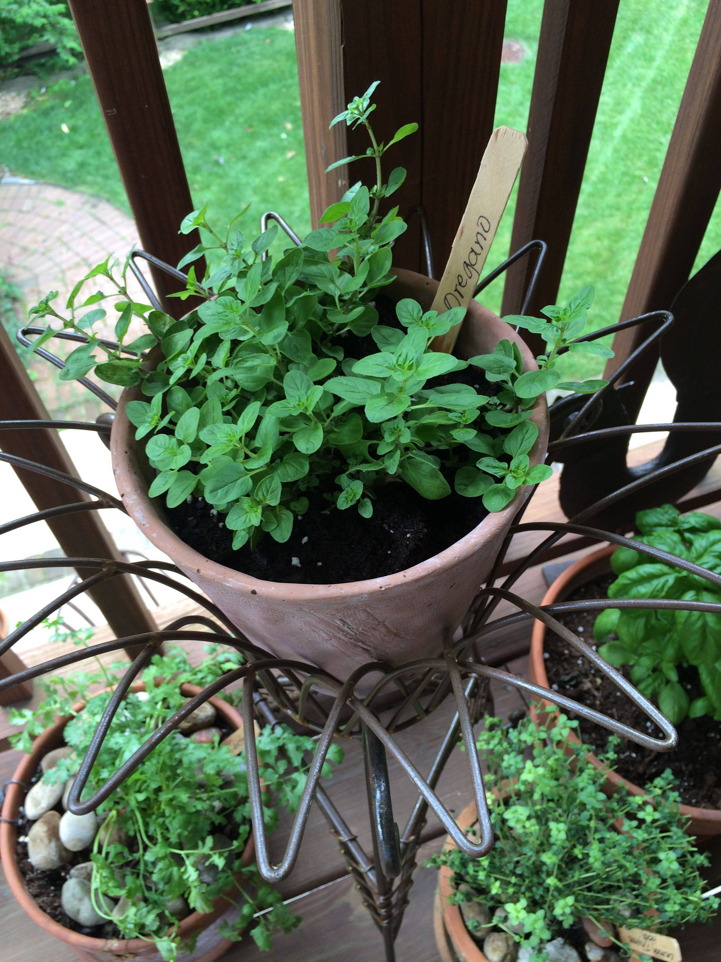 25 Back Porch Herb Garden Ideas You Gonna Love SharonSable