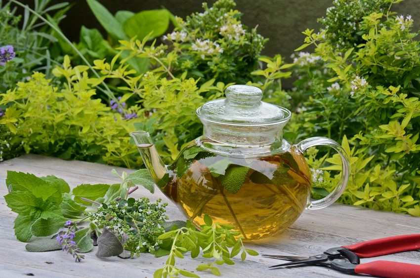 Cute Tea Cup Gardens A Cultivated Nest