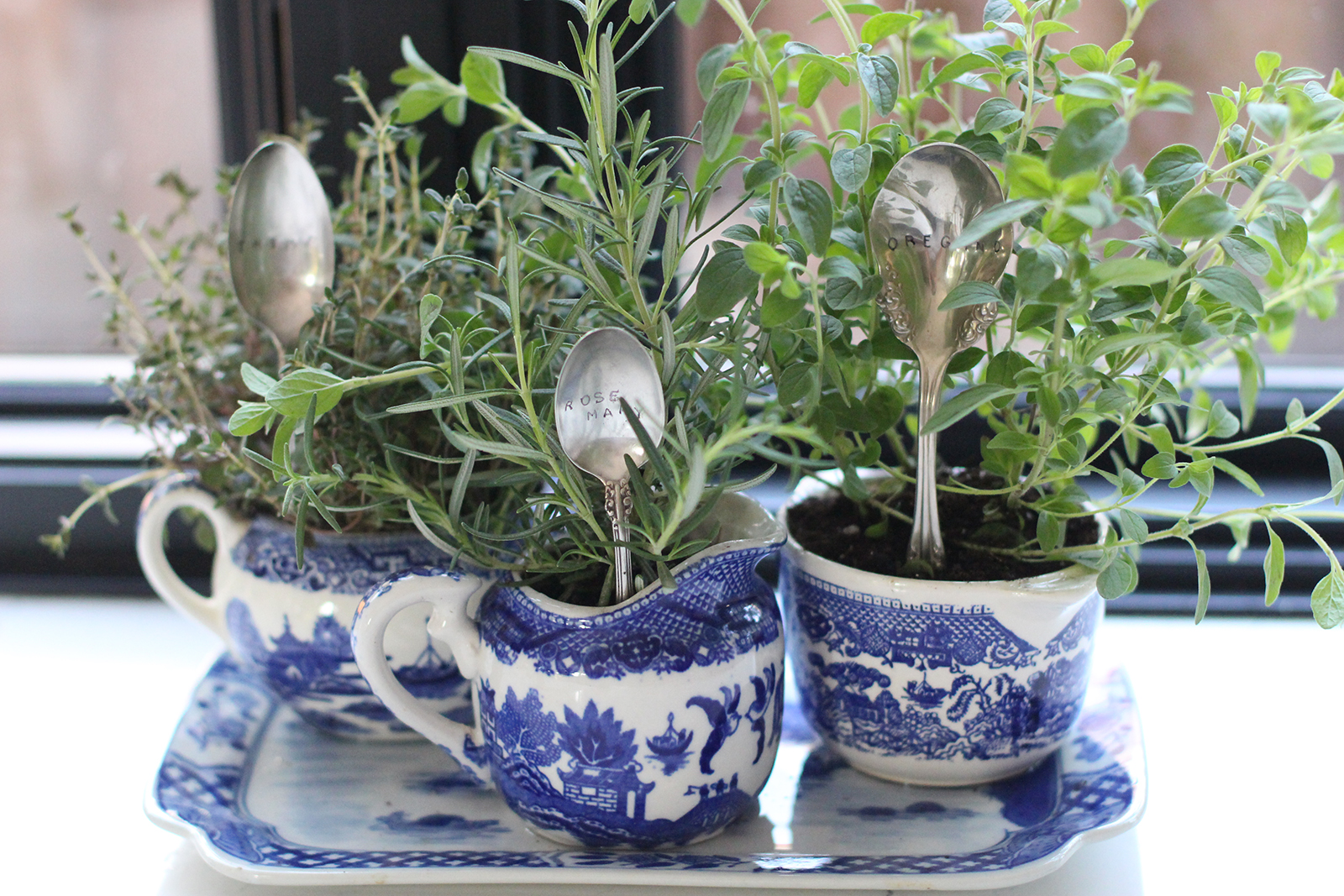 Diy Teacup Herb Garden