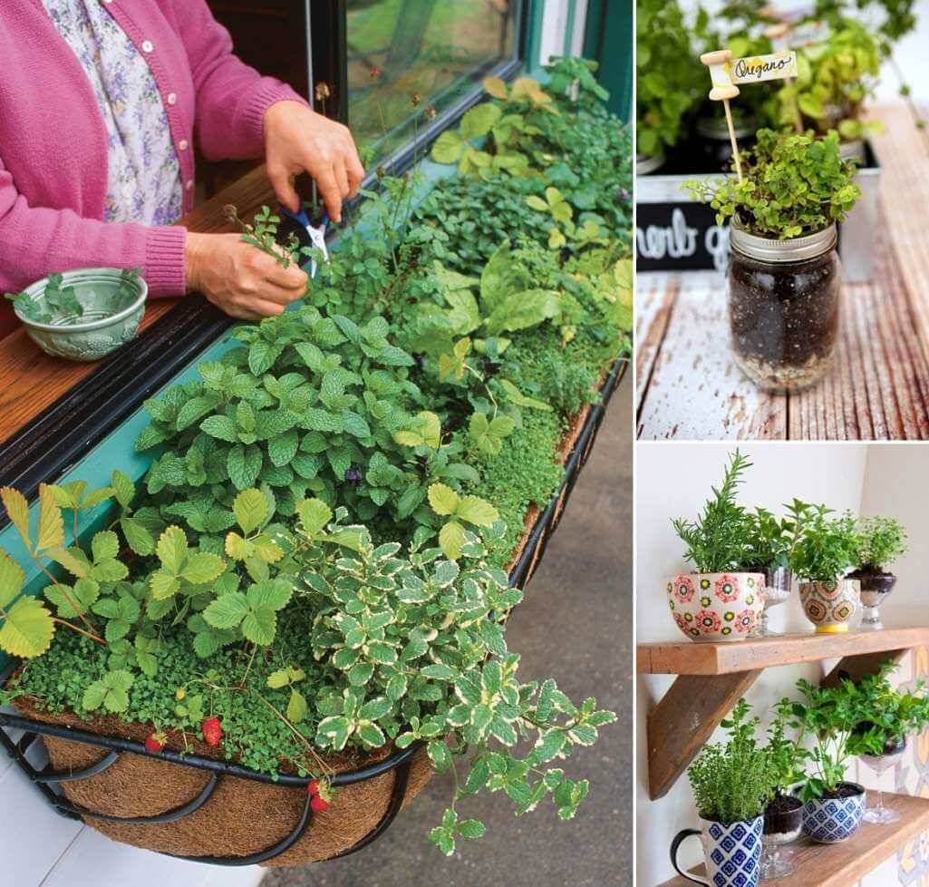 Small Herb Garden