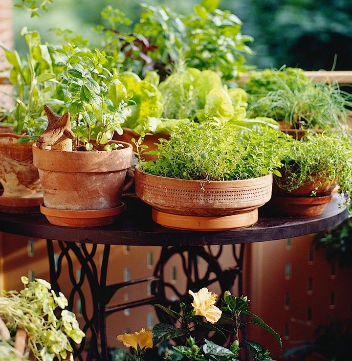 Diy Colorful Indoor Herb Garden