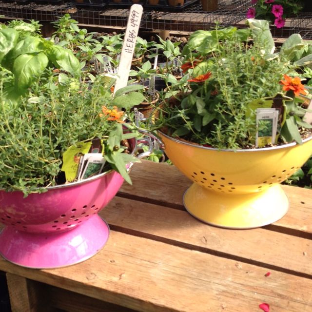A Cottagestyle Countertop Herb Garden