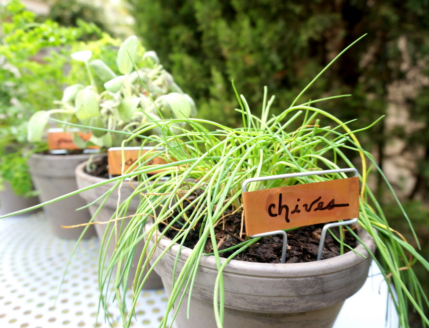 Top Diy Creative Herb Garden Ideas Top Inspired