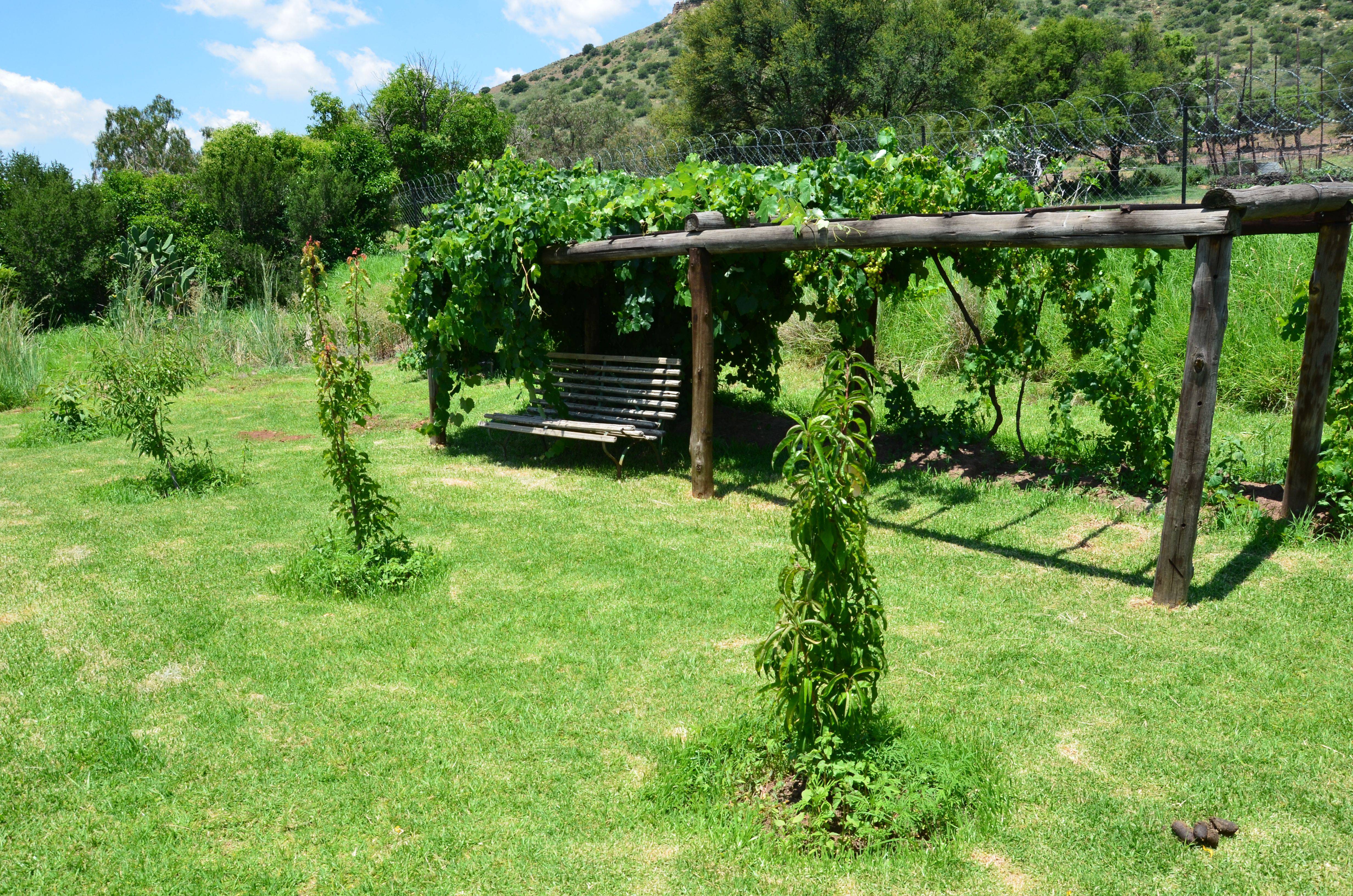 Sale Titolo Grape Vine Support Ideas