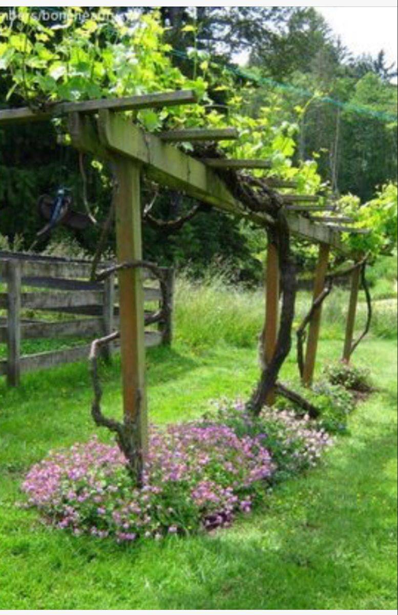 Inspiring Grape Vine Ideas