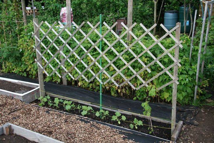 Grape Vine Trellis