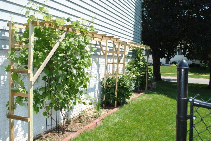 Grape Vine Trellis