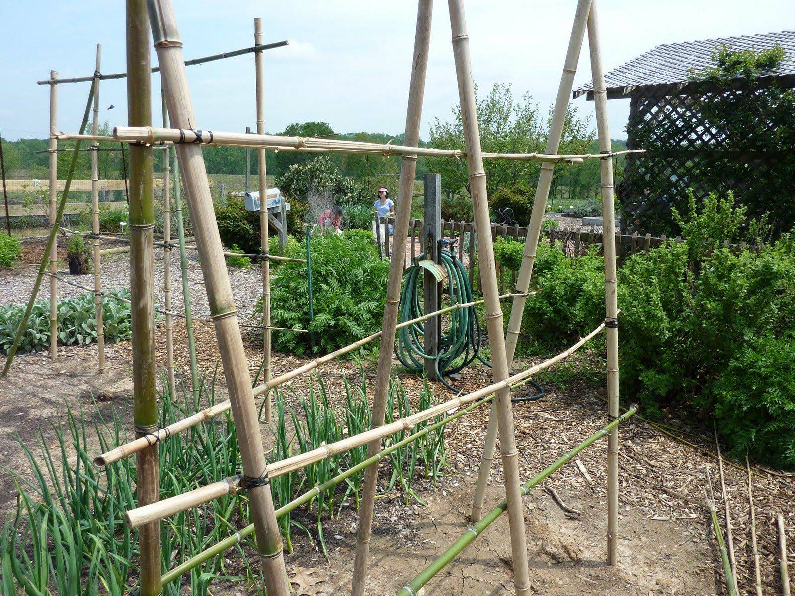 Easy Diy Cucumber Trellis Ideas