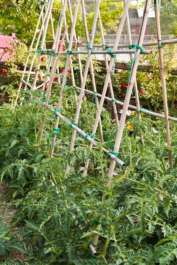 Bamboo Trellis Canes