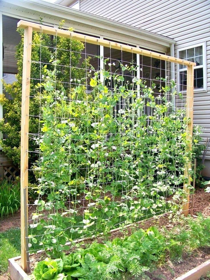 Functional Diy Cucumber Trellis Ideas